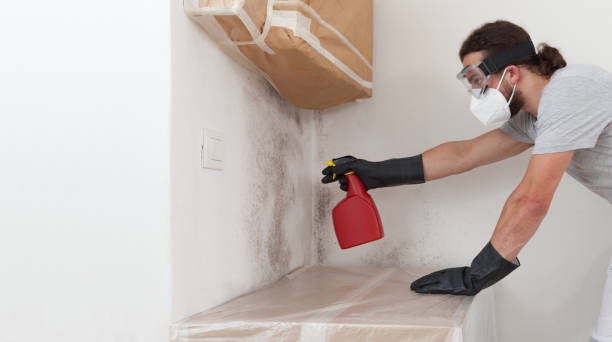 Professional Basement Mold Remediation technician working in Clearwater Beach, FL