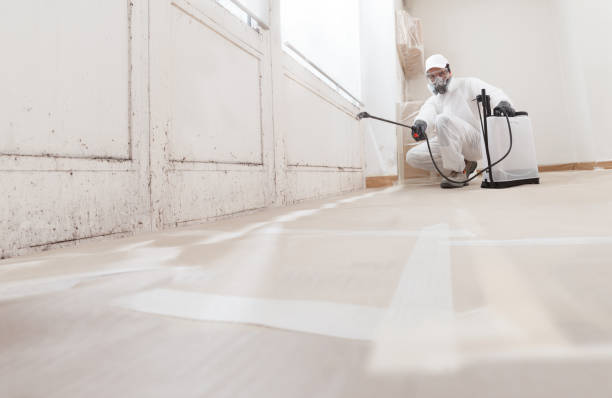 24/7 Emergency Basement Mold Remediation experts in Clearwater Beach, FL