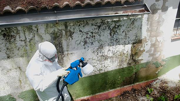 Trusted Basement Mold Remediation service in Clearwater Beach, FL - Cheap Mold Removal